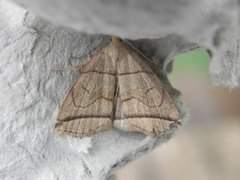 Small Fan-foot (Herminia grisealis)
