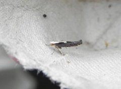 Apple Fruit Moth (Argyresthia conjugella)