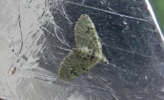 Green Pug (Pasiphila rectangulata)