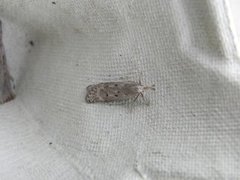 Scotch Crest (Dichomeris juniperella)