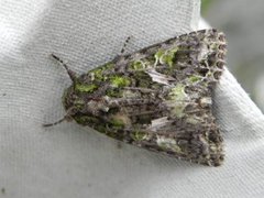 Orache Moth (Trachea atriplicis)