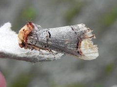 Buff-tip (Phalera bucephala)