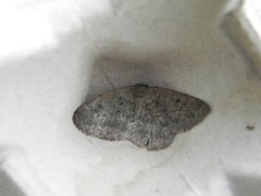 The Annulet (Charissa obscurata)