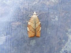 Chequered Fruit-tree Tortrix (Pandemis corylana)