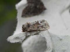 Buelinjet engfly (Oligia strigilis)