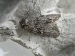 Grått hakefly (Polia nebulosa)