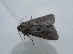 Pale Shining Brown (Polia bombycina)