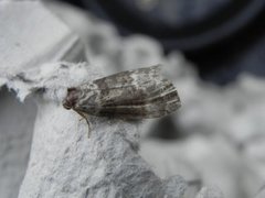 Common Lutestring (Ochropacha duplaris)