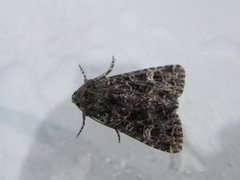 Mørkt engfly (Apamea furva)