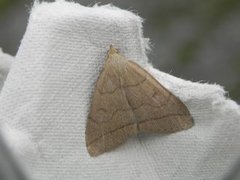 Gråbrunt viftefly (Herminia tarsipennalis)