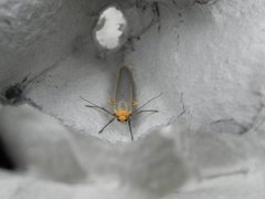 Common Footman (Eilema lurideola)
