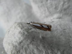 Treflekket nebbmott (Catoptria permutatella)