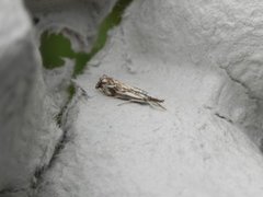 Chequered Grass-veneer (Catoptria falsella)