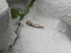 Klippenebbmott (Catoptria falsella)