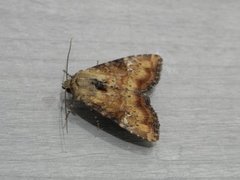 Praktengfly (Apamea scolopacina)