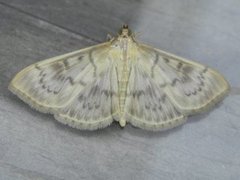 Mother of Pearl (Patania ruralis)