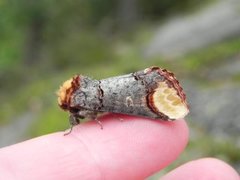Buff-tip (Phalera bucephala)