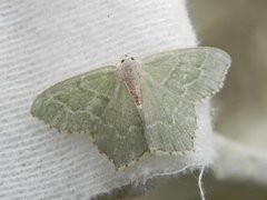 Common Emerald (Hemithea aestivaria)