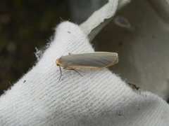 Common Footman (Eilema lurideola)