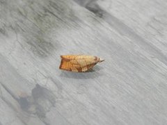 Chequered Fruit-tree Tortrix (Pandemis corylana)