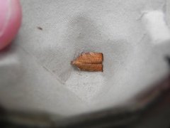 Chequered Fruit-tree Tortrix (Pandemis corylana)