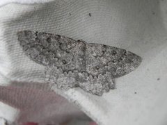 The Annulet (Charissa obscurata)