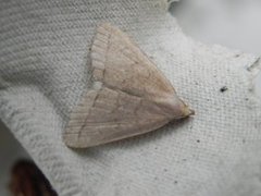 The Fan-foot (Herminia tarsipennalis)