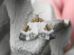 Blue-bordered Carpet (Plemyria rubiginata)