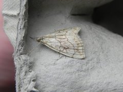 Chequered Straw (Evergestis pallidata)