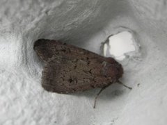 Double Dart (Graphiphora augur)