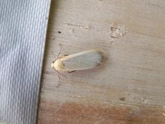 Buff Footman (Eilema depressa)