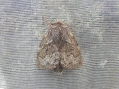 Pale Eggar (Trichiura crataegi)