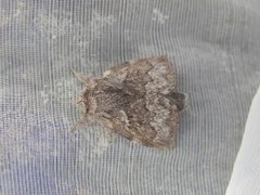 Pale Eggar (Trichiura crataegi)