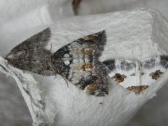 Blue-bordered Carpet (Plemyria rubiginata)