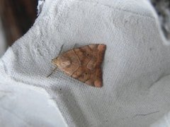 The Dun-bar (Cosmia trapezina)