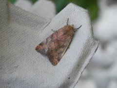The Dun-bar (Cosmia trapezina)