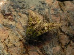 Orache Moth (Trachea atriplicis)