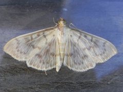Mother of Pearl (Patania ruralis)