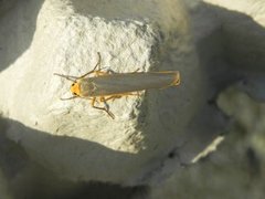 Common Footman (Eilema lurideola)