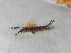 The Vapourer (Orgyia antiqua)