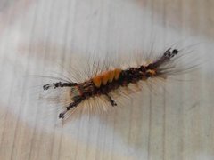 The Vapourer (Orgyia antiqua)