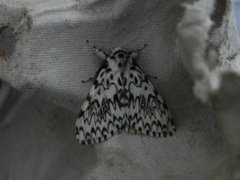 Black Arches (Lymantria monacha)