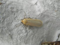 Buff Footman (Eilema depressa)