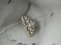 Beautiful China-mark (Nymphula nitidulata)