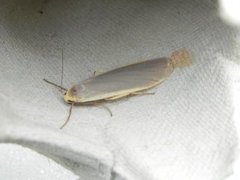 Common Footman (Eilema lurideola)