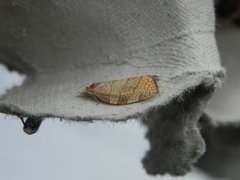 Chequered Fruit-tree Tortrix (Pandemis corylana)