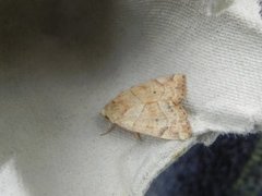 The Dun-bar (Cosmia trapezina)