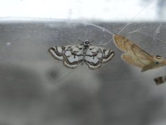 Beautiful China-mark (Nymphula nitidulata)