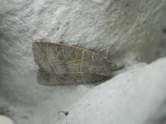Osperingfly (Ipimorpha subtusa)