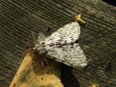 Black Arches (Lymantria monacha)